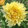 Irish Linen Perennial Mum Plant -Annual Plants Shop irish linen perennial mum plant 584 detail