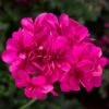 Ivy League® Deep Pink Ivy Geranium Plant