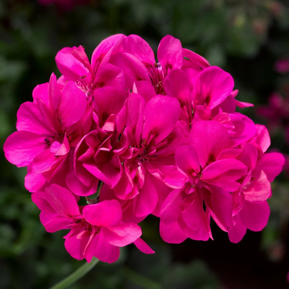 Ivy League® Deep Pink Ivy Geranium Plant 3 Ivy League® Deep Pink Ivy Geranium Plant