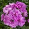 Ivy League® Light Lavender Ivy Geranium Plant -Annual Plants Shop ivy league light lavender geranium plant 2161 detail