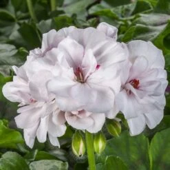 Ivy League® White Ivy Geranium Plant