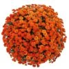 Belgian Mum® Izola Orange Plant -Annual Plants Shop izola orange belgian mum plant 1840 detail