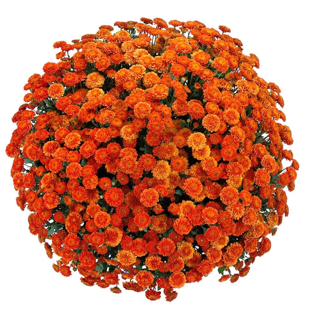 Belgian Mum® Izola Orange Plant 2 Belgian Mum® Izola Orange Plant