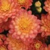 Jacqueline™ Orange Fusion Yoder Garden Mum Plant -Annual Plants Shop jacqueline orange fusion garden mum 1551 detail