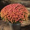 Jacqueline™ Peach Fusion Yoder Garden Mum Plant 2 Jacqueline™ Peach Fusion Yoder Garden Mum Plant -Annual Plants Shop jacqueline peach fusion garden mum 1308 detail