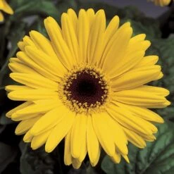 Jaguar™ Yellow Dark Center Gerbera
