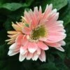 Jaguar™ Salmon Pastels Gerbera -Annual Plants Shop jaguar salmon pastels gerbera 180 detail