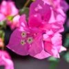 James Walker Bougainvillea Plant
