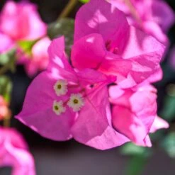 James Walker Bougainvillea Plant