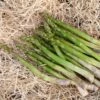 Jersey Knight Asparagus Plant - 2-3 Year Crowns - 10-Pack 1 Jersey Knight Asparagus Plant - 2-3 Year Crowns - 10-Pack -Annual Plants Shop jersey knight asparagus plant 833 detail