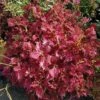 Jupiter Coleus Plant -Annual Plants Shop jupiter coleus plant 2112 detail