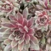 Kalinda Sempervivum (Hens And Chicks) -Annual Plants Shop kalinda sempervivum plant 1339 detail
