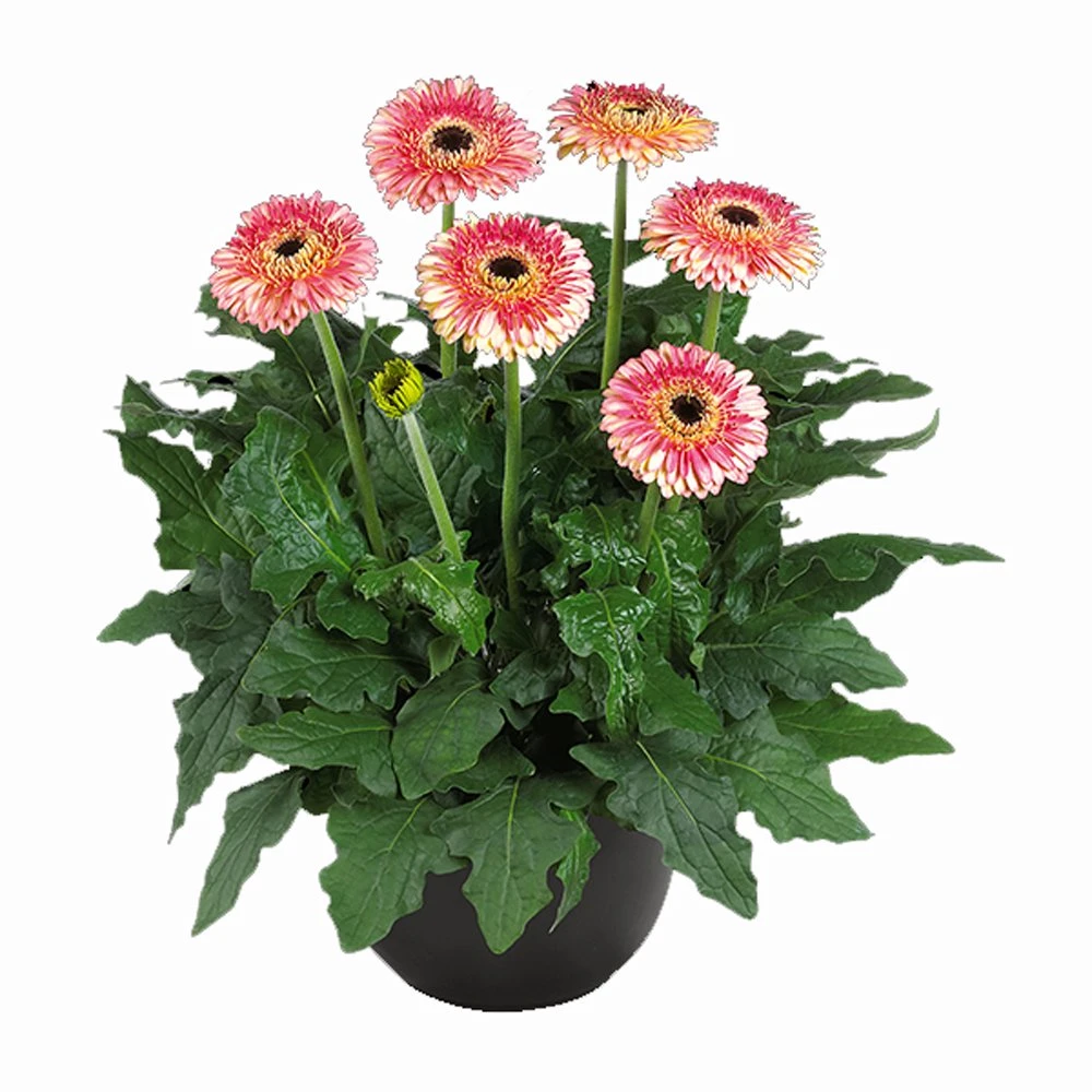 Karoo® Patio Gerbera 3 Karoo® Patio Gerbera