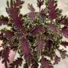 Kiwi Fern Coleus Plant -Annual Plants Shop kiwi fern coleus plant 1948 detail