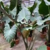 Kuching Mask Alocasia Plant - Elephant Ear -Annual Plants Shop kuching mask alocasia plant elephant ear 2031 detail