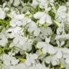 Laguna® Cloud White™ Lobelia 1 Laguna® Cloud White™ Lobelia -Annual Plants Shop laguna cloud white lobelia plant 1672 detail