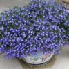 Laguna® Compact Blue W/ Eye Lobelia -Annual Plants Shop laguna compact blue eye lobelia 1919 detail