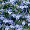 Laguna® Sky Blue Lobelia