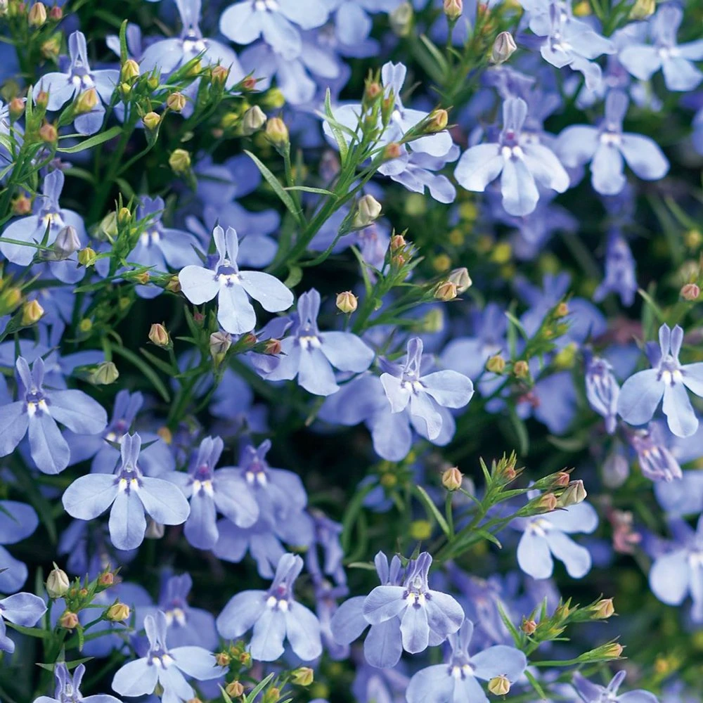 Laguna® Sky Blue Lobelia 3 Laguna® Sky Blue Lobelia
