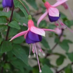 Lambada Fuchsia Plant