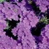 Lanai® Blue Verbena Plant -Annual Plants Shop lanai blue verbena plant 1031 detail