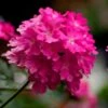 Lanai® Deep Pink Verbena Plant