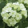 Lanai® Compact Lime Green Verbena Plant