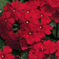 Lanai® Red Verbena Plant