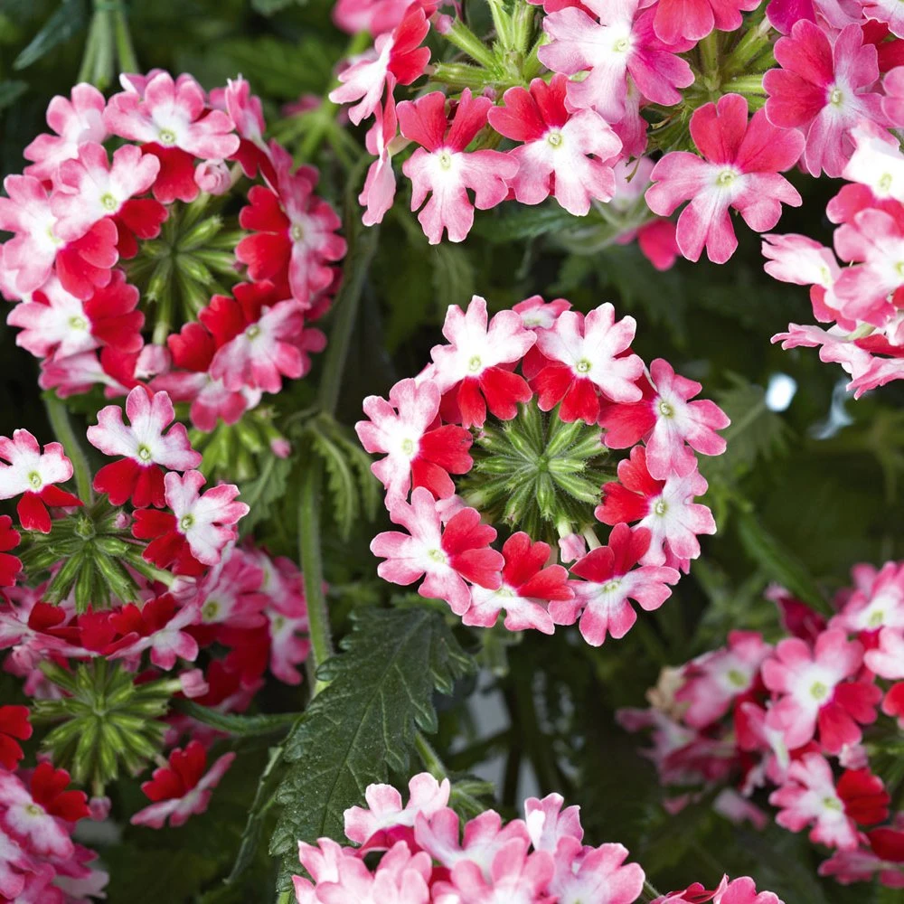 Lanai® Twister Red Verbena Plant 3 Lanai® Twister Red Verbena Plant