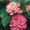Landscape Bandana® Pink Lantana Plant -Annual Plants Shop landscape bandana pink lantana plant 2257 detail