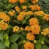 Landscape Bandana® Gold Lantana Plant -Annual Plants Shop landscape gold lantana plant 467 detail
