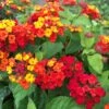Bandana® Red Lantana Plant