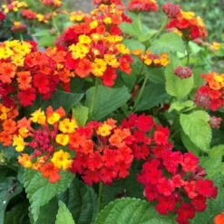 Bandana® Red Lantana Plant