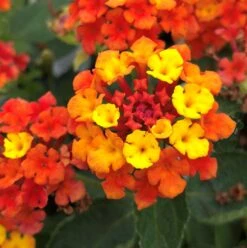 Fireworks Lantana Plant