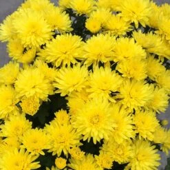 Lantern Glow Perennial Mum Plant