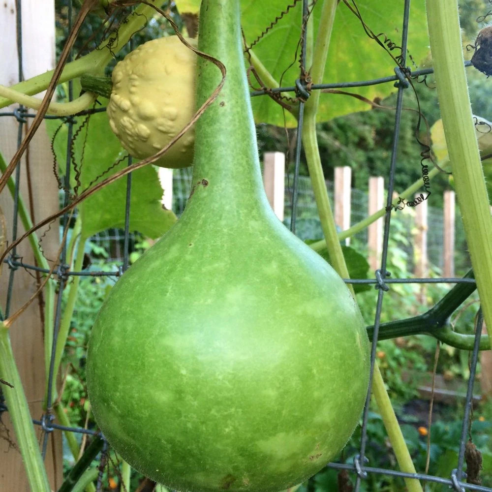 Large Bottle Gourd 3 Large Bottle Gourd