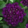 Lascar™ Black Velvet Verbena Plant 1 Lascar™ Black Velvet Verbena Plant -Annual Plants Shop lascar black velvet verbena plant 1348 detail
