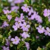 Lavender Lace™ Cuphea Plant -Annual Plants Shop lavender lace cuphea plant 732 detail