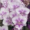 Lavender Splash Phalaenopsis Orchid 2 Lavender Splash Phalaenopsis Orchid -Annual Plants Shop lavender splash orchid plant 279 detail