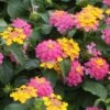Lil Miss Lantana Plant