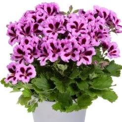 Aristo® Lilac Purple Regal Geranium Plant