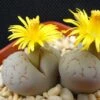 Lithops Living Stones 2 Lithops Living Stones -Annual Plants Shop lithops plants living stones 1603 detail