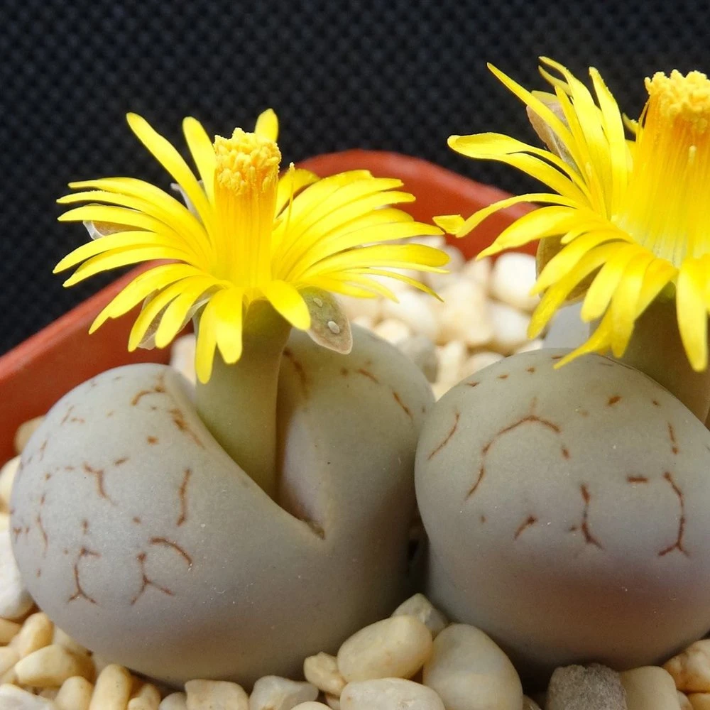 Lithops Living Stones 3 Lithops Living Stones