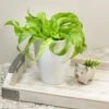 Living Lace™ Hurricane Fern -Annual Plants Shop living lace hurricane birds nest fern plant 2021 detail