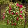 Lofos® Compact Rose Lophospermum Plant -Annual Plants Shop lofos compact rose lophospermum plant 42 detail