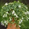 Lofos® Compact White Lophospermum Plant 1 Lofos® Compact White Lophospermum Plant -Annual Plants Shop lofos compact white lophospermum plant 73 detail