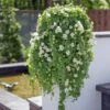Lofos® Trailing White Lophospermum Plant