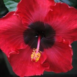 Louisiana Flash Cajun Hibiscus