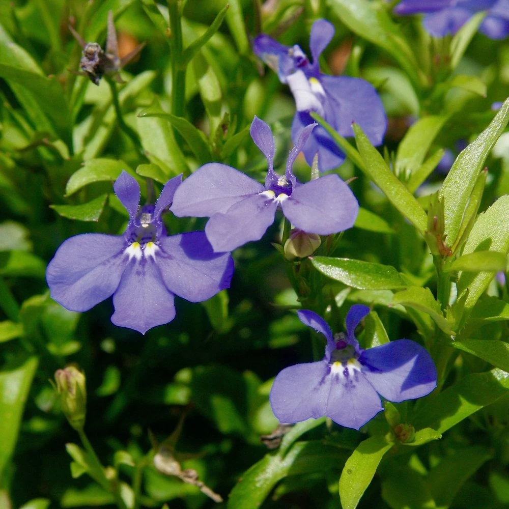Lucia® Dark Blue Lobelia 3 Lucia® Dark Blue Lobelia
