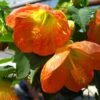 Lucky Lantern Tangerine Abutilon -Annual Plants Shop lucky lantern tangerine abutilon plant 555 detail